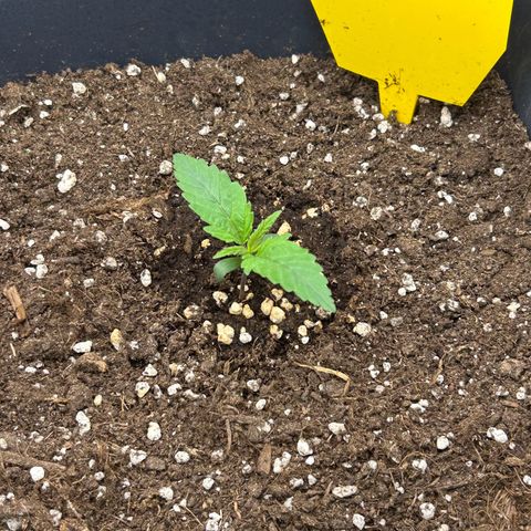 RQS Cosmos F1 growlog timeline photo