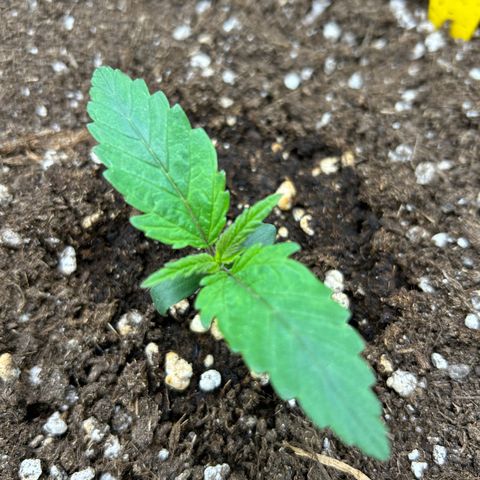 RQS Cosmos F1 growlog timeline photo