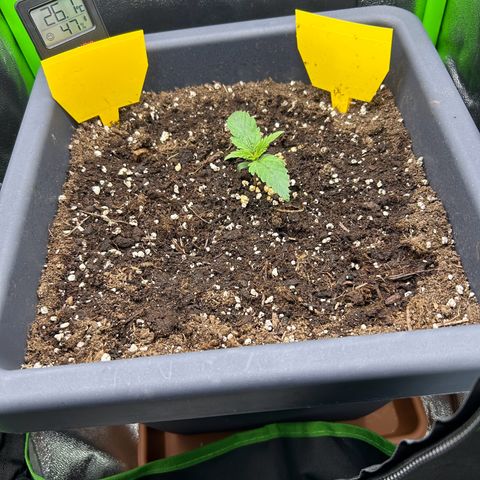 RQS Cosmos F1 growlog timeline photo