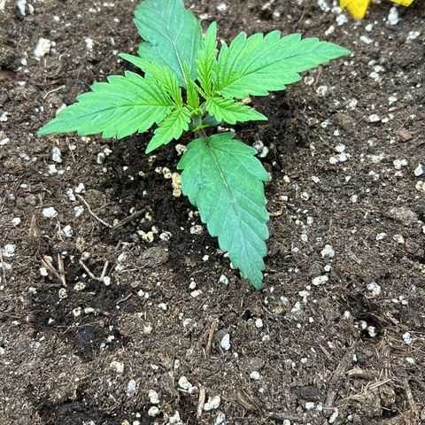 RQS Cosmos F1 growlog timeline photo