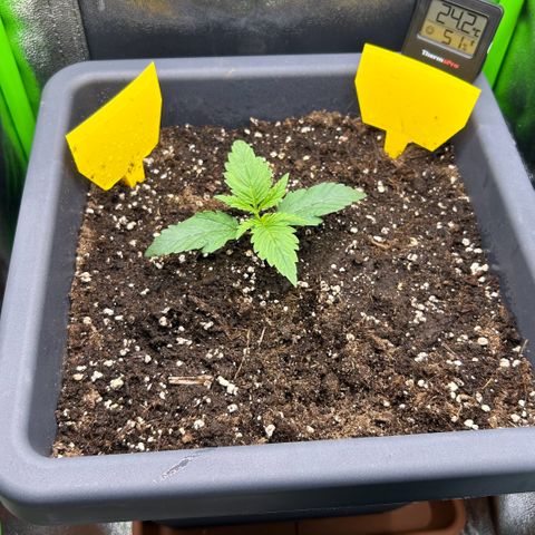 RQS Cosmos F1 growlog timeline photo