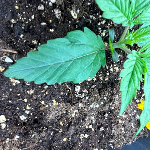 RQS Cosmos F1 growlog timeline photo