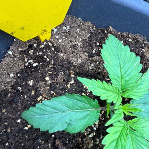 RQS Cosmos F1 growlog timeline photo