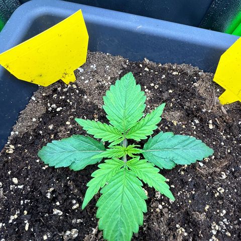 RQS Cosmos F1 growlog timeline photo