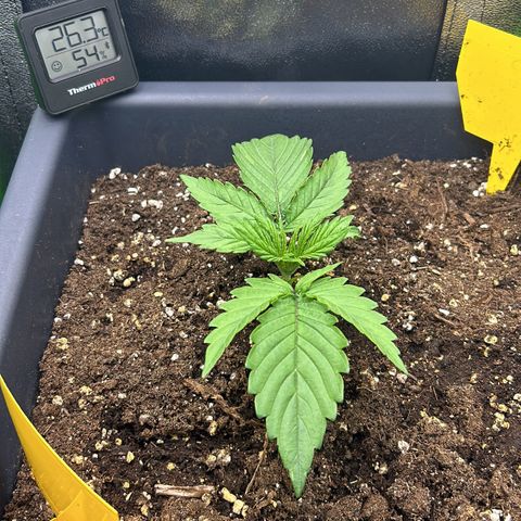 RQS Cosmos F1 growlog timeline photo