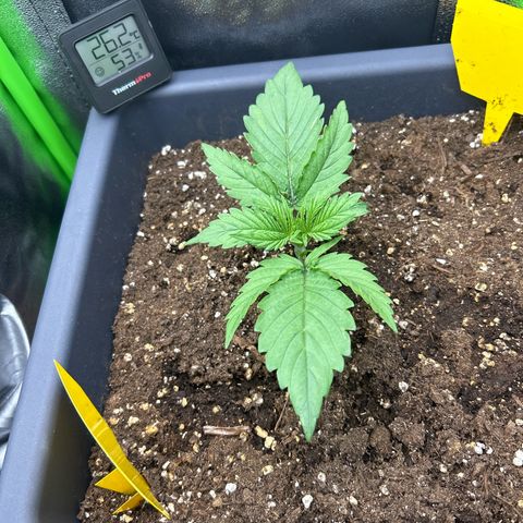 RQS Cosmos F1 growlog timeline photo