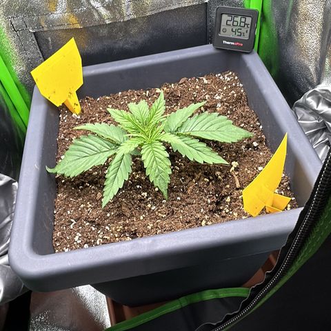 RQS Cosmos F1 growlog timeline photo