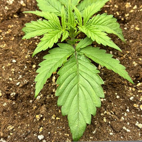RQS Cosmos F1 growlog timeline photo