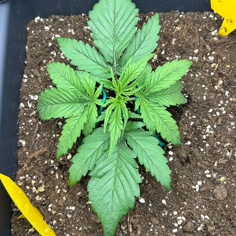 RQS Cosmos F1 growlog timeline photo