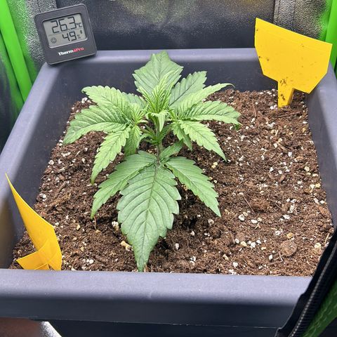 RQS Cosmos F1 growlog timeline photo