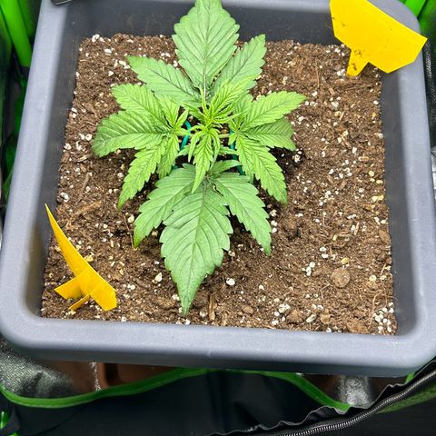RQS Cosmos F1 growlog timeline photo