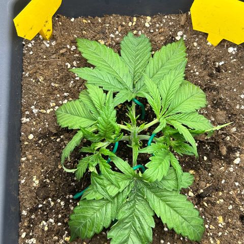RQS Cosmos F1 growlog timeline photo