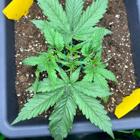 RQS Cosmos F1 growlog photo: Rip maybe 🤕