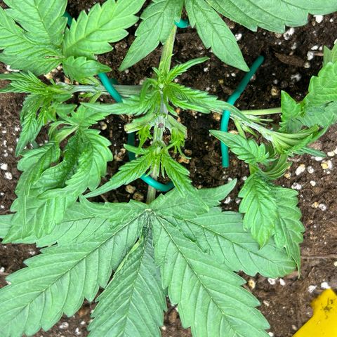RQS Cosmos F1 growlog photo: Rip maybe 🤕