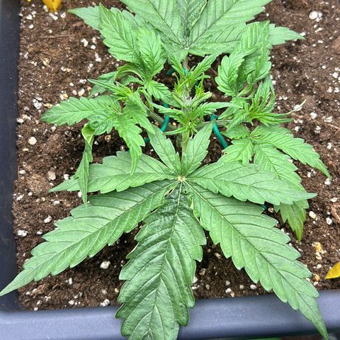 RQS Cosmos F1 growlog photo: Rip maybe 🤕