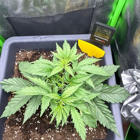 RQS Cosmos F1 growlog timeline photo