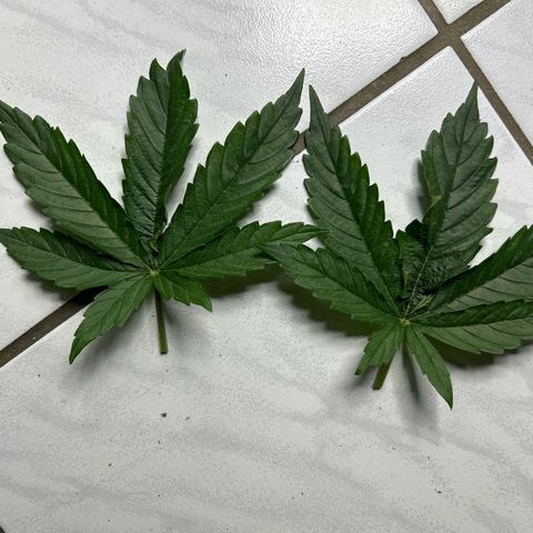 RQS Cosmos F1 growlog timeline photo
