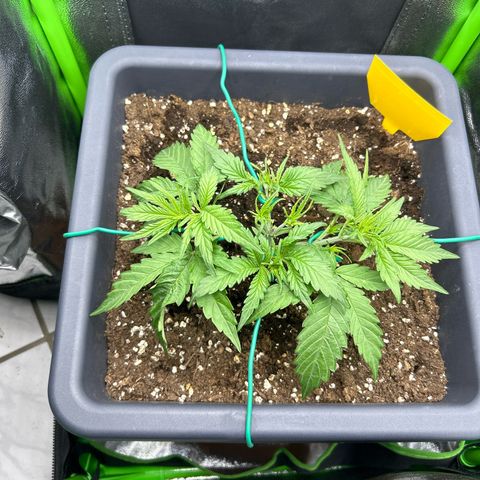 RQS Cosmos F1 growlog timeline photo