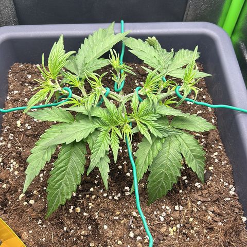 RQS Cosmos F1 growlog photo: 🤕🙈🙈🙈