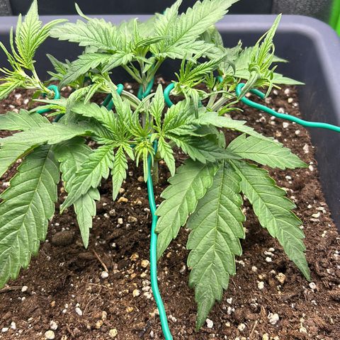 RQS Cosmos F1 growlog photo: 🤕🙈🙈🙈