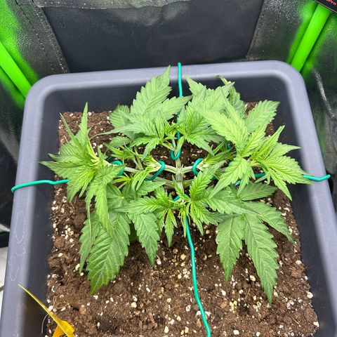 RQS Cosmos F1 growlog photo: 🤕🙈🙈🙈
