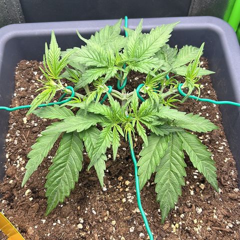 RQS Cosmos F1 growlog photo: 🤕🙈🙈🙈