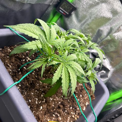 RQS Cosmos F1 growlog timeline photo