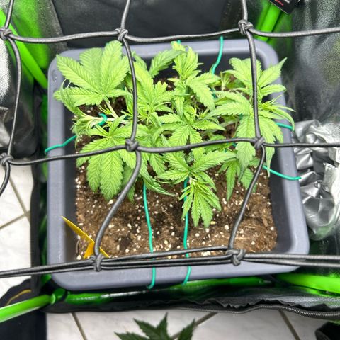 RQS Cosmos F1 growlog timeline photo