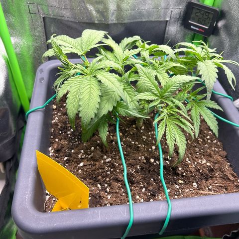 RQS Cosmos F1 growlog timeline photo