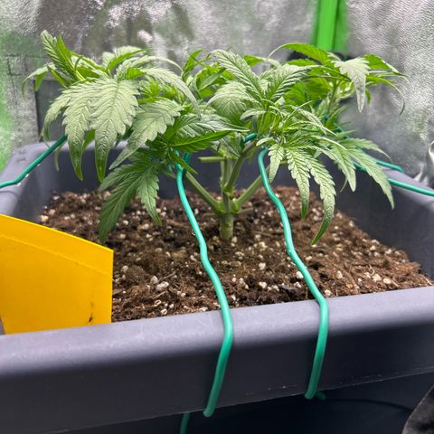 RQS Cosmos F1 growlog timeline photo