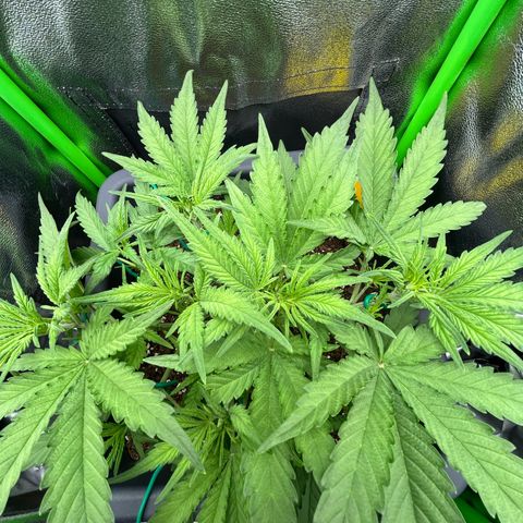 RQS Cosmos F1 growlog photo: ☺️