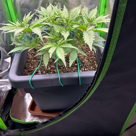 RQS Cosmos F1 growlog photo: ☺️