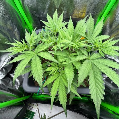 RQS Cosmos F1 growlog photo: ☺️