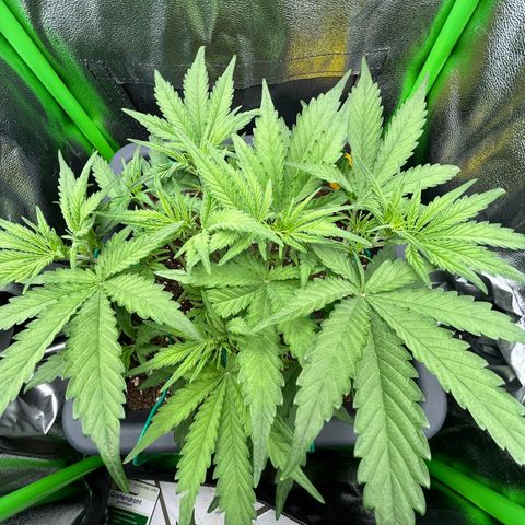 RQS Cosmos F1 growlog photo: ☺️