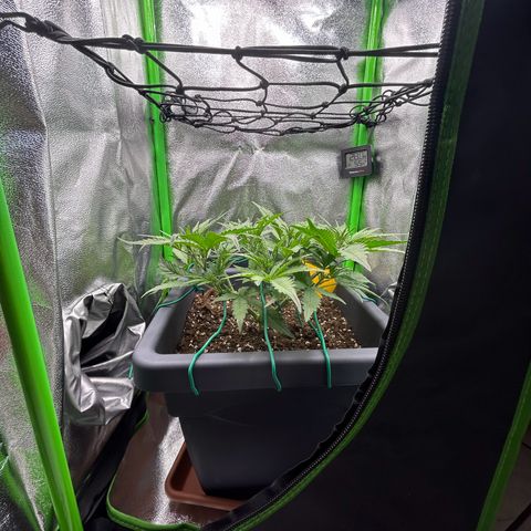 RQS Cosmos F1 growlog photo: ☺️