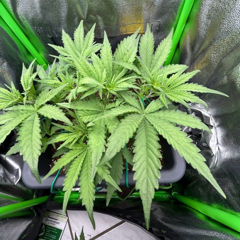 RQS Cosmos F1 growlog photo: ☺️