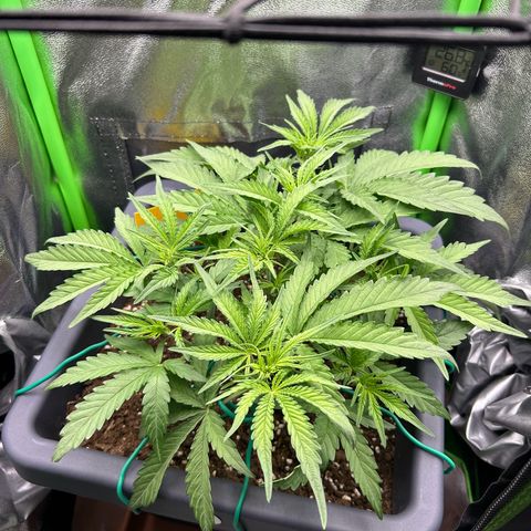 RQS Cosmos F1 growlog timeline photo