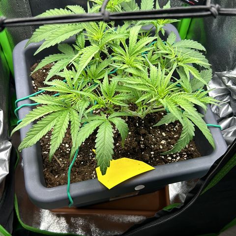 RQS Cosmos F1 growlog timeline photo