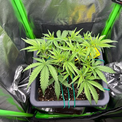 RQS Cosmos F1 growlog timeline photo
