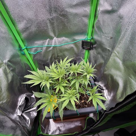 RQS Cosmos F1 growlog timeline photo