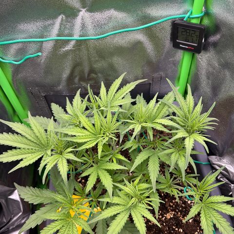 RQS Cosmos F1 growlog timeline photo
