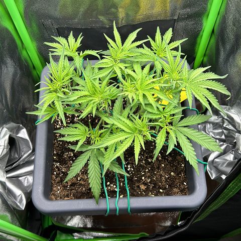 RQS Cosmos F1 growlog timeline photo