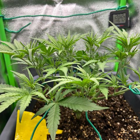 RQS Cosmos F1 growlog timeline photo