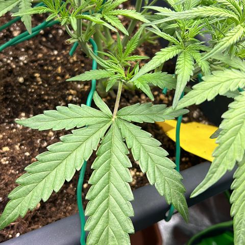 RQS Cosmos F1 growlog timeline photo