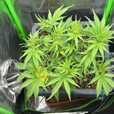 RQS Cosmos F1 growlog timeline photo