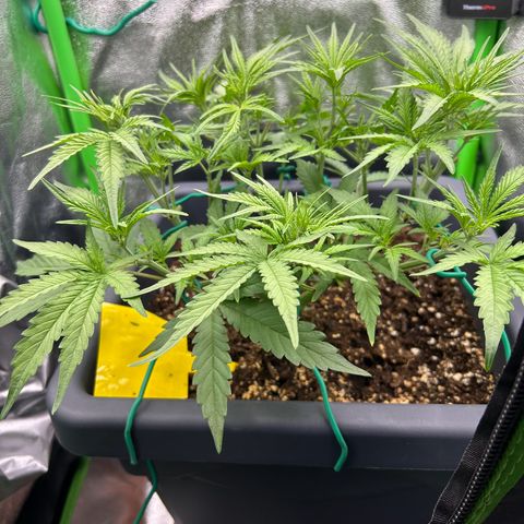 RQS Cosmos F1 growlog timeline photo