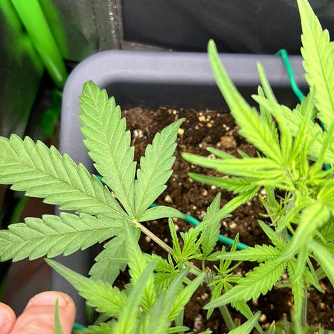 RQS Cosmos F1 growlog timeline photo