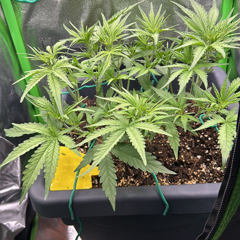 RQS Cosmos F1 growlog timeline photo