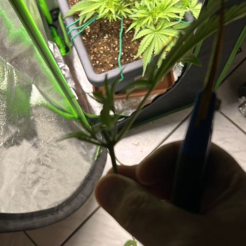 RQS Cosmos F1 growlog timeline photo