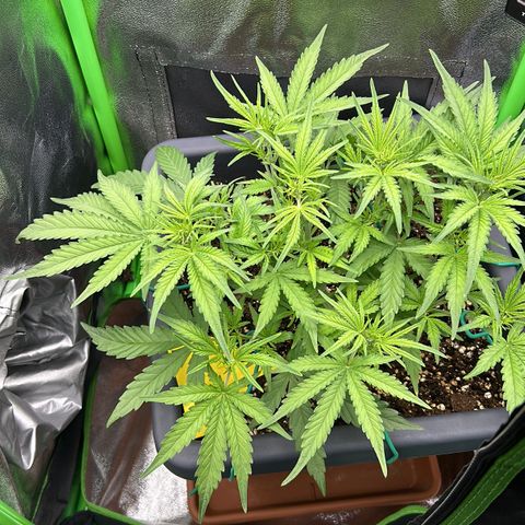 RQS Cosmos F1 growlog timeline photo